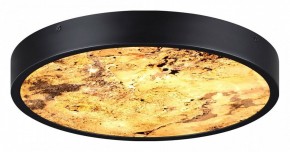 Накладной светильник Odeon Light Bergi 5064/24L в Кудымкаре - kudymkar.mebel24.online | фото 5